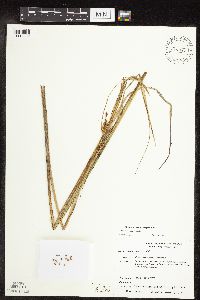 Carex utriculata image