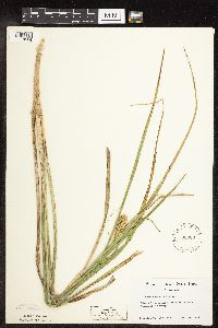 Carex utriculata image