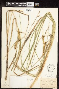 Carex utriculata image