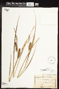 Carex utriculata image