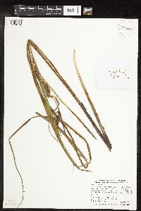 Carex utriculata image