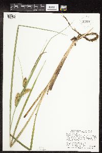 Carex utriculata image