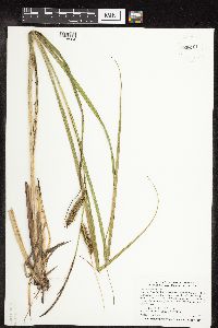 Carex utriculata image