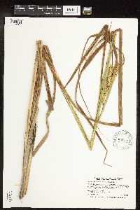 Carex utriculata image