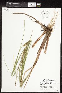 Carex utriculata image