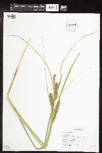 Carex utriculata image