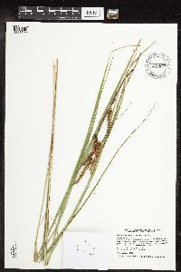 Carex utriculata image