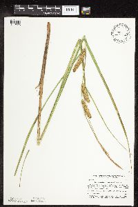 Carex utriculata image