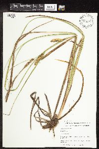 Carex utriculata image