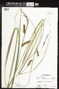 Carex utriculata image