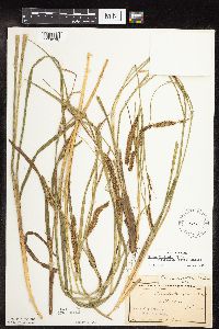 Carex utriculata image