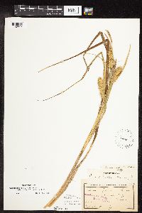 Carex utriculata image