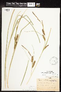 Carex utriculata image