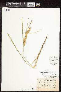 Carex utriculata image