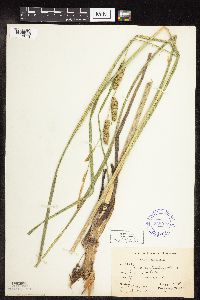 Carex utriculata image