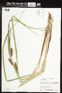 Carex utriculata image