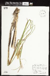 Carex utriculata image