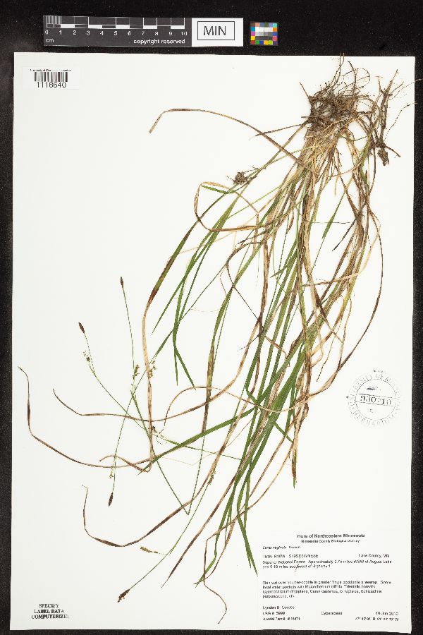 Carex vaginata image