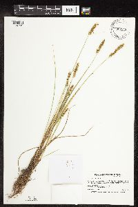 Carex vulpinoidea image