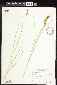 Carex vulpinoidea image