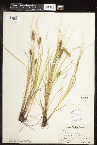 Carex vulpinoidea image