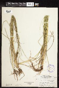 Carex vulpinoidea image