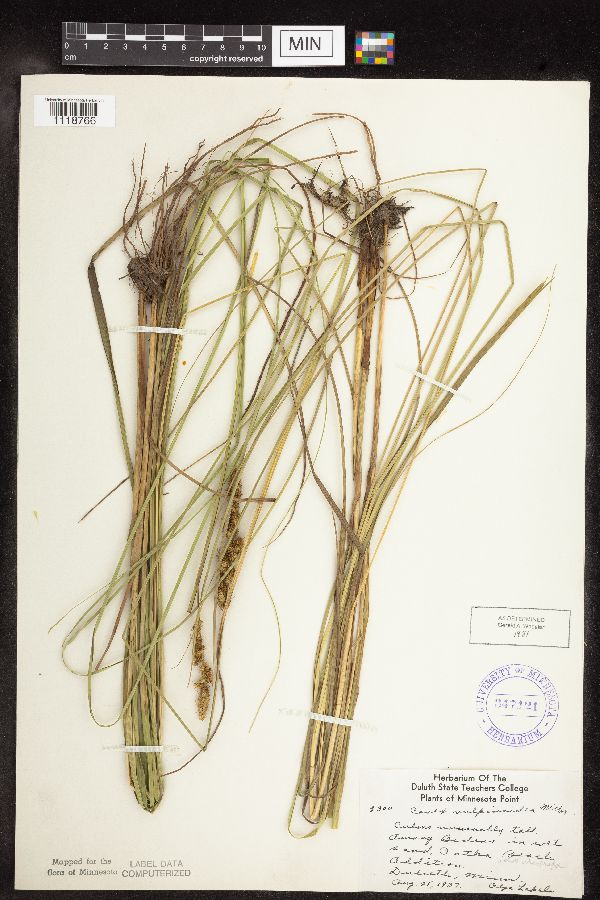 Carex vulpinoidea image