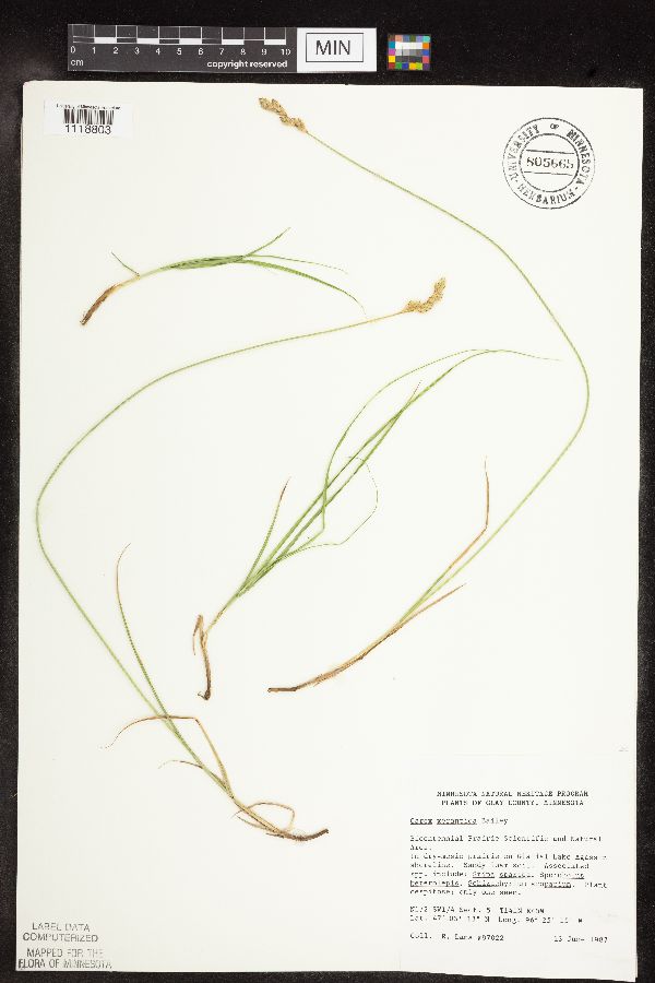 Carex xerantica image