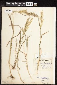 Agrostis gigantea image