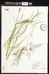 Agrostis gigantea image