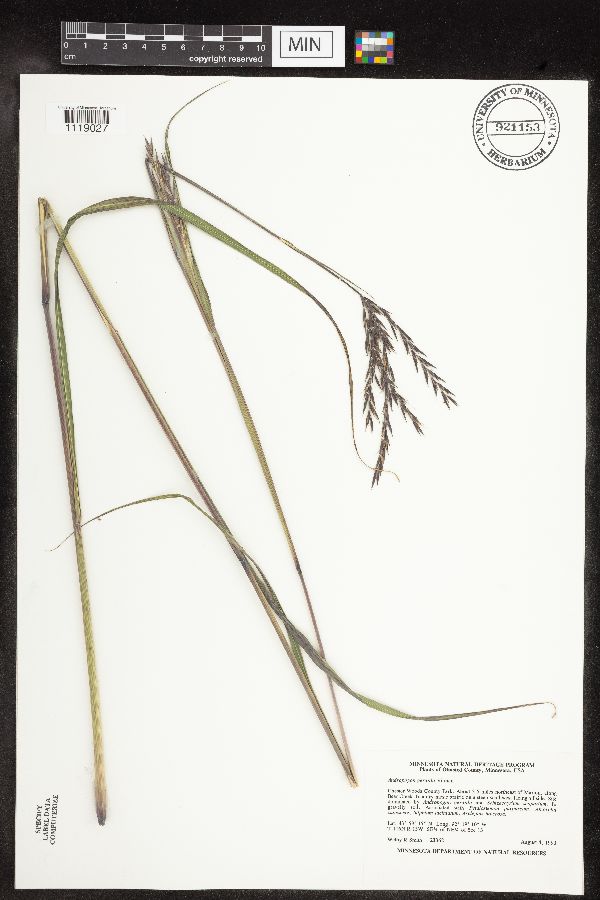 Andropogon gerardii image