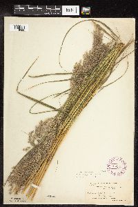 Calamagrostis canadensis var. canadensis image