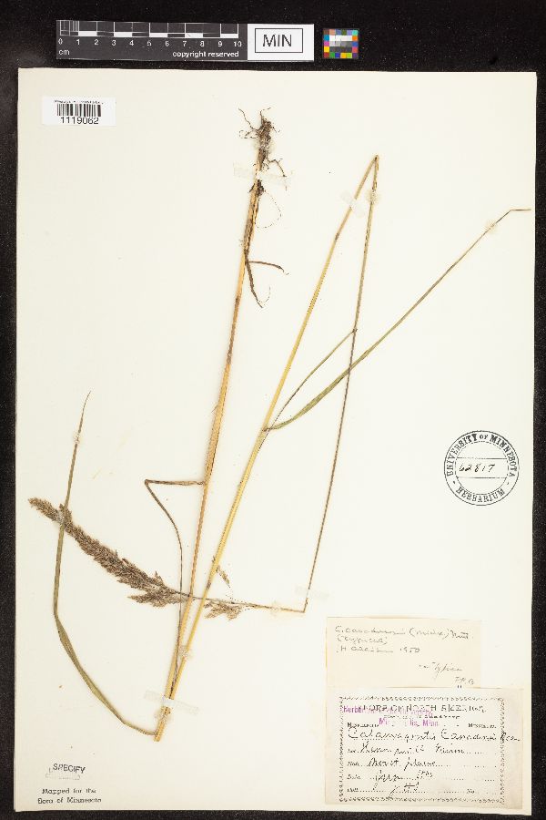 Calamagrostis canadensis var. canadensis image
