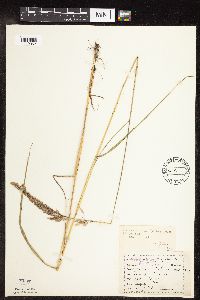 Calamagrostis canadensis var. canadensis image