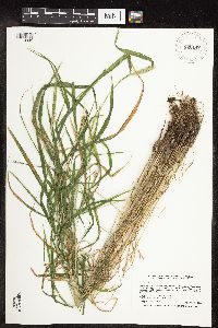 Elymus virginicus image