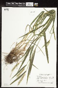 Elymus virginicus image