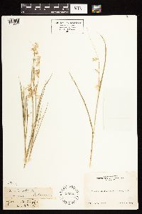 Image of Melica stricta