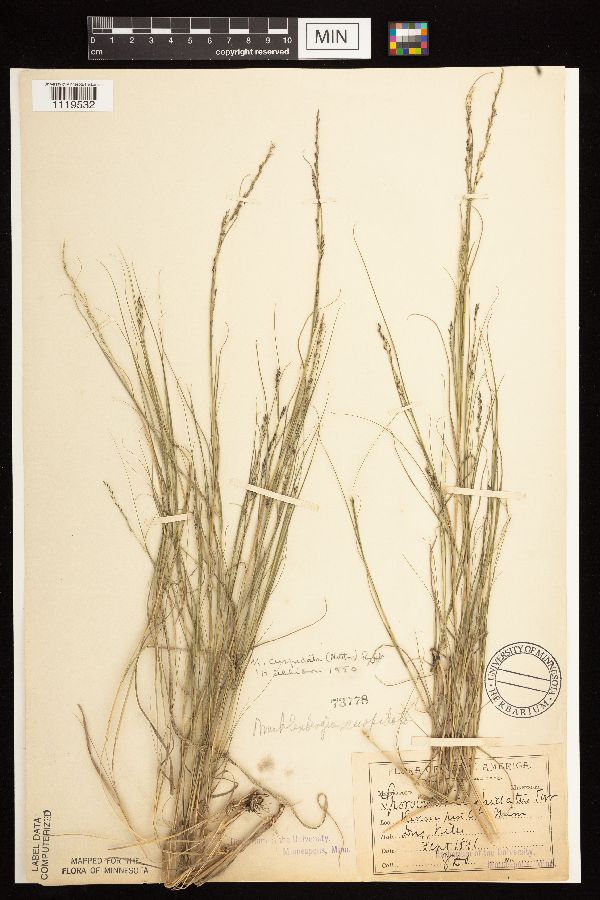 Muhlenbergia cuspidata image