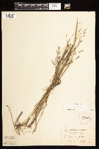 Panicum virgatum image