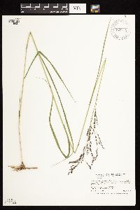 Panicum virgatum image