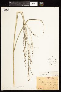 Panicum virgatum image