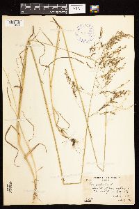 Poa palustris image