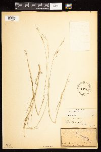 Poa palustris image