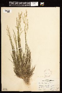 Poa palustris image