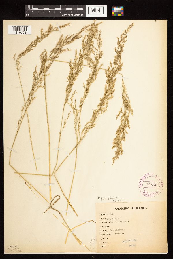 Poa palustris image