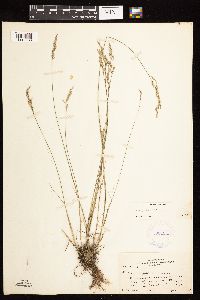 Poa palustris image