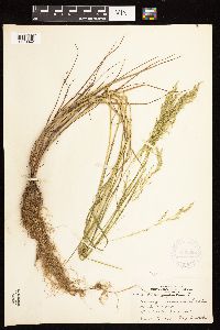 Poa palustris image