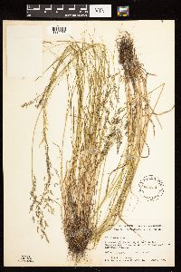 Poa palustris image