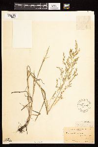 Poa palustris image