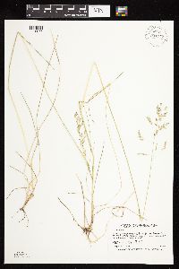 Poa pratensis image